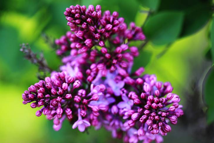 The Sweet Aroma of Lilacs