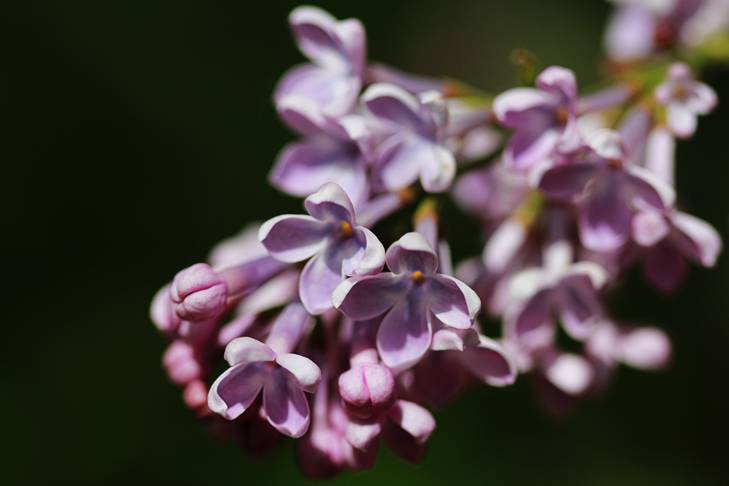 pink lilacs