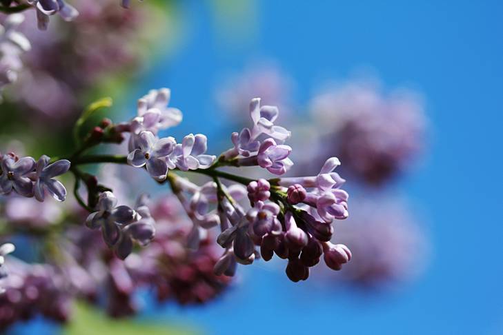 close up of lilacs