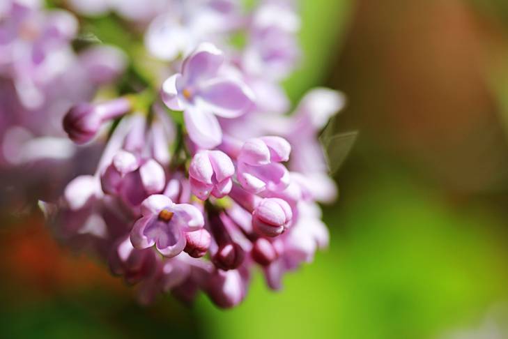 delicate lilacs