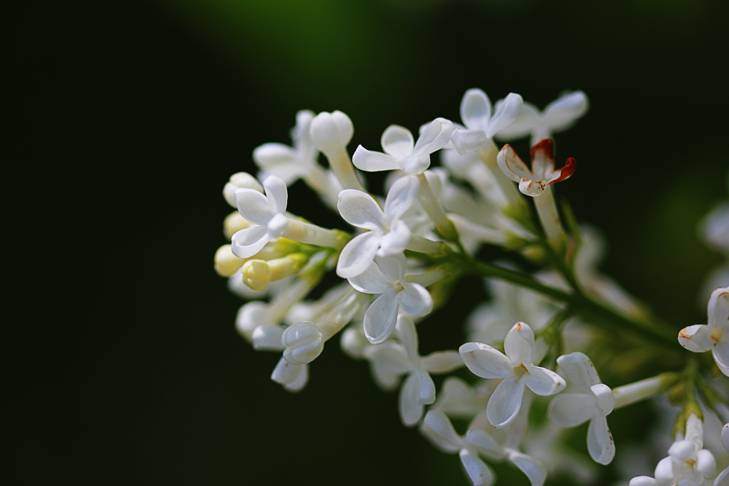 white lilacs