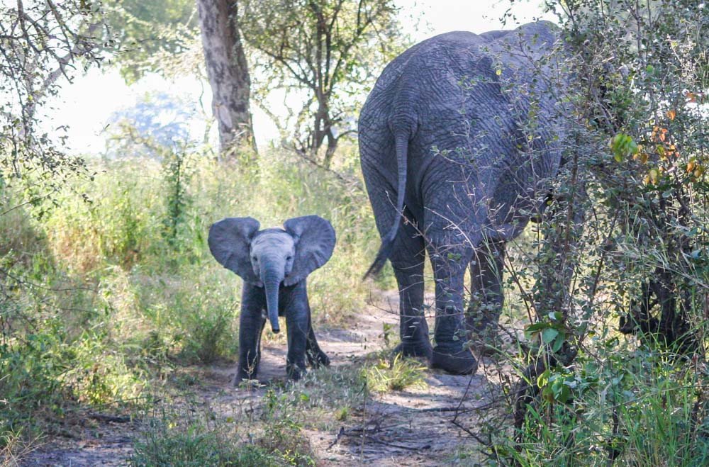 on safari baby elephant