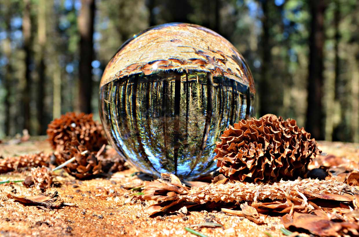 1,--Pine-Trees-in-a-Crystal-Ball