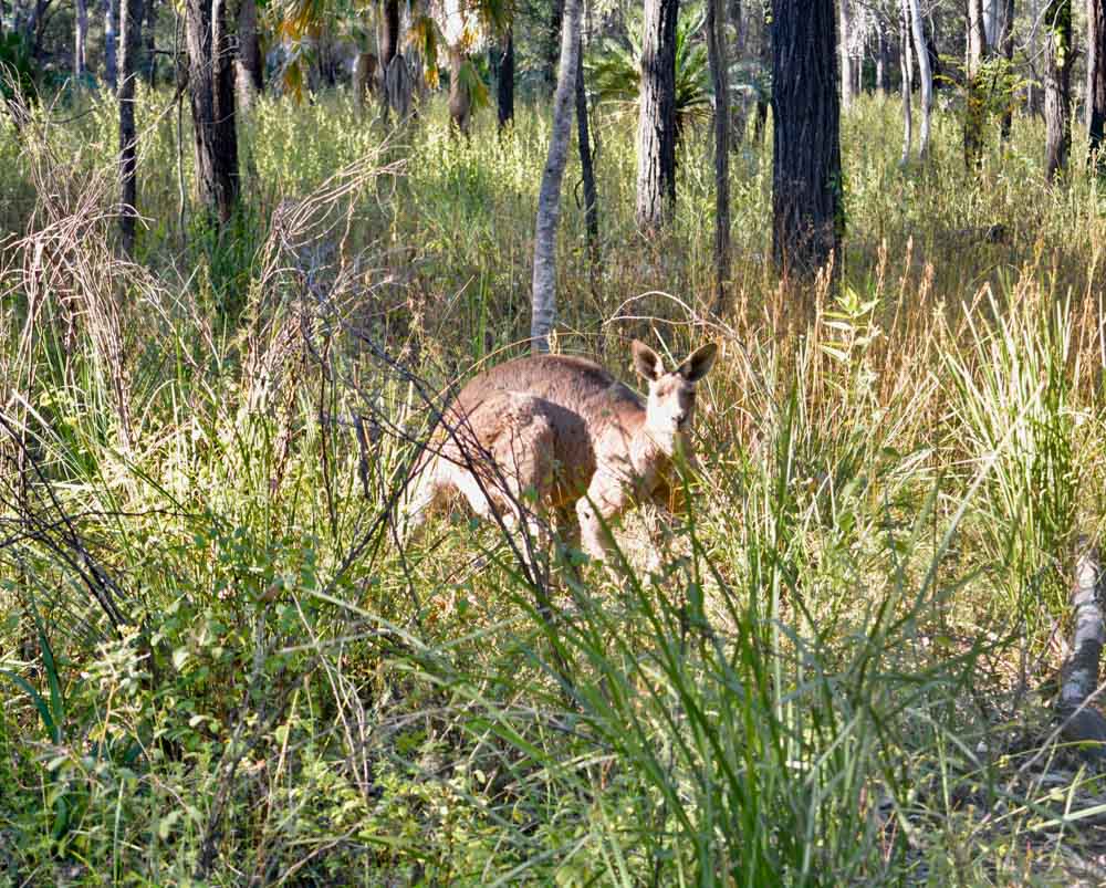 watch out for the Roos