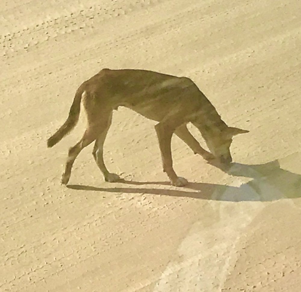 Dingoes are thought to have been introduced to Fraser around 3,000 - 8,000 years ago