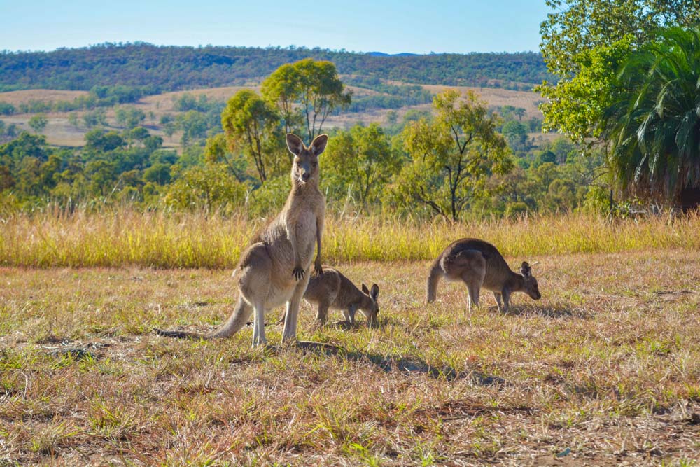 family of kangaroos