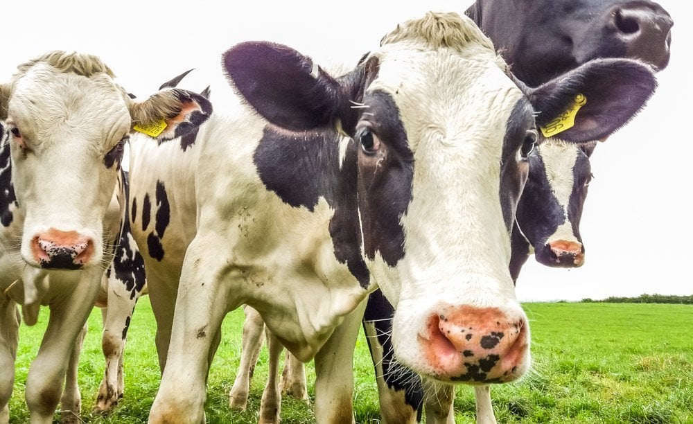 curious cows