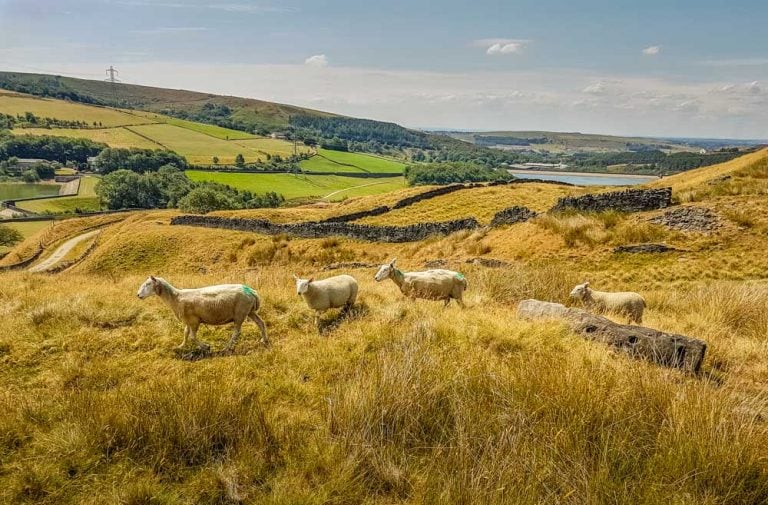 Ogden, Kitcliffe and Piethorne Reservior Walks