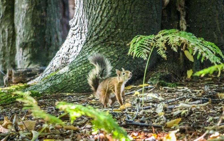 Brownsea Island and The Red Squirrels
