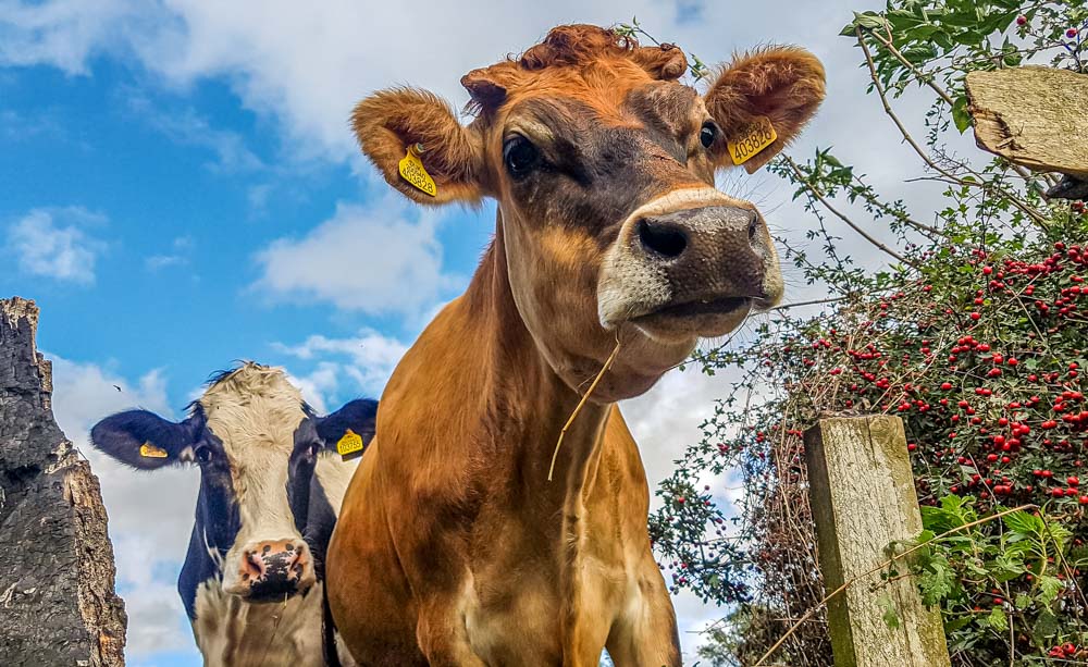 Walking Through Cow Fields With Dogs