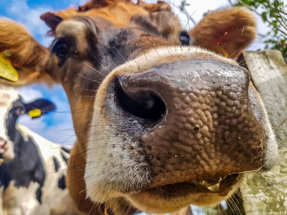 cow face close up