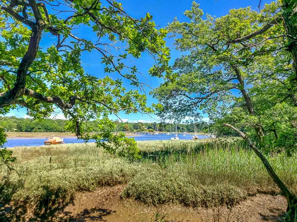 walk beside the river new forest