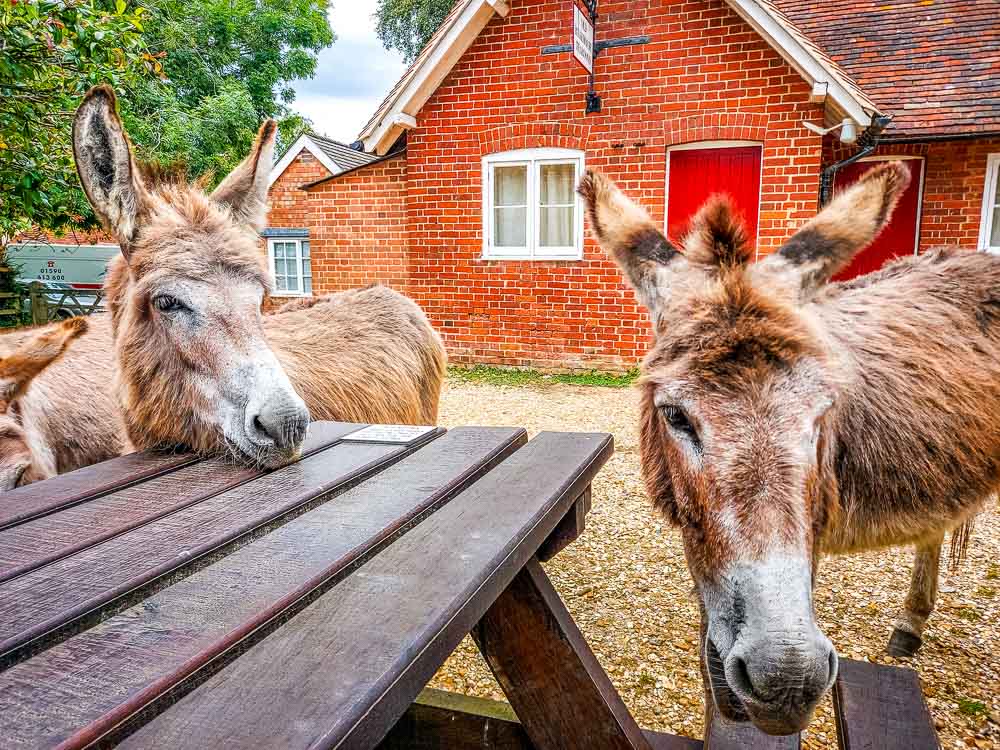 a small herd of donkeys