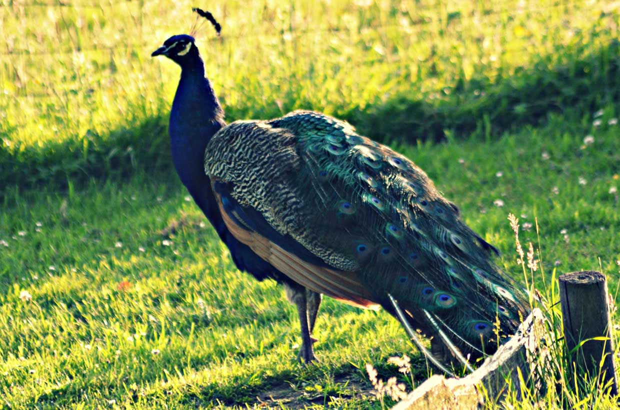 3,-A-wandering-Peacock-at-Strines-Inn