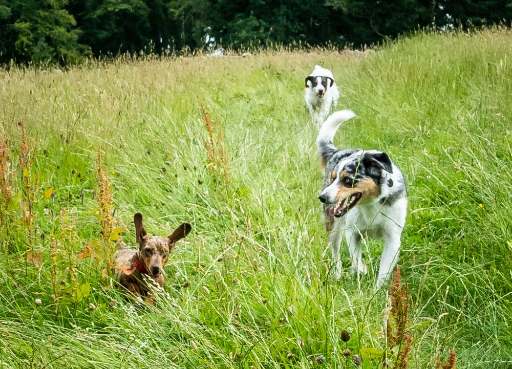 3 dogs running in field