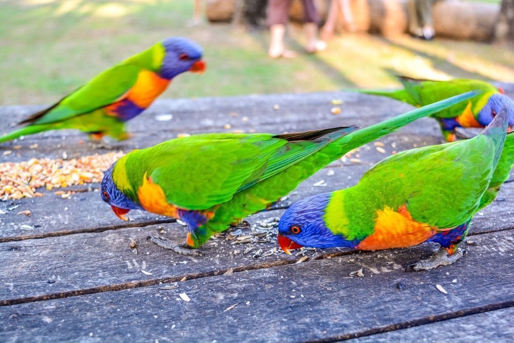 wild birds Cania Gorge