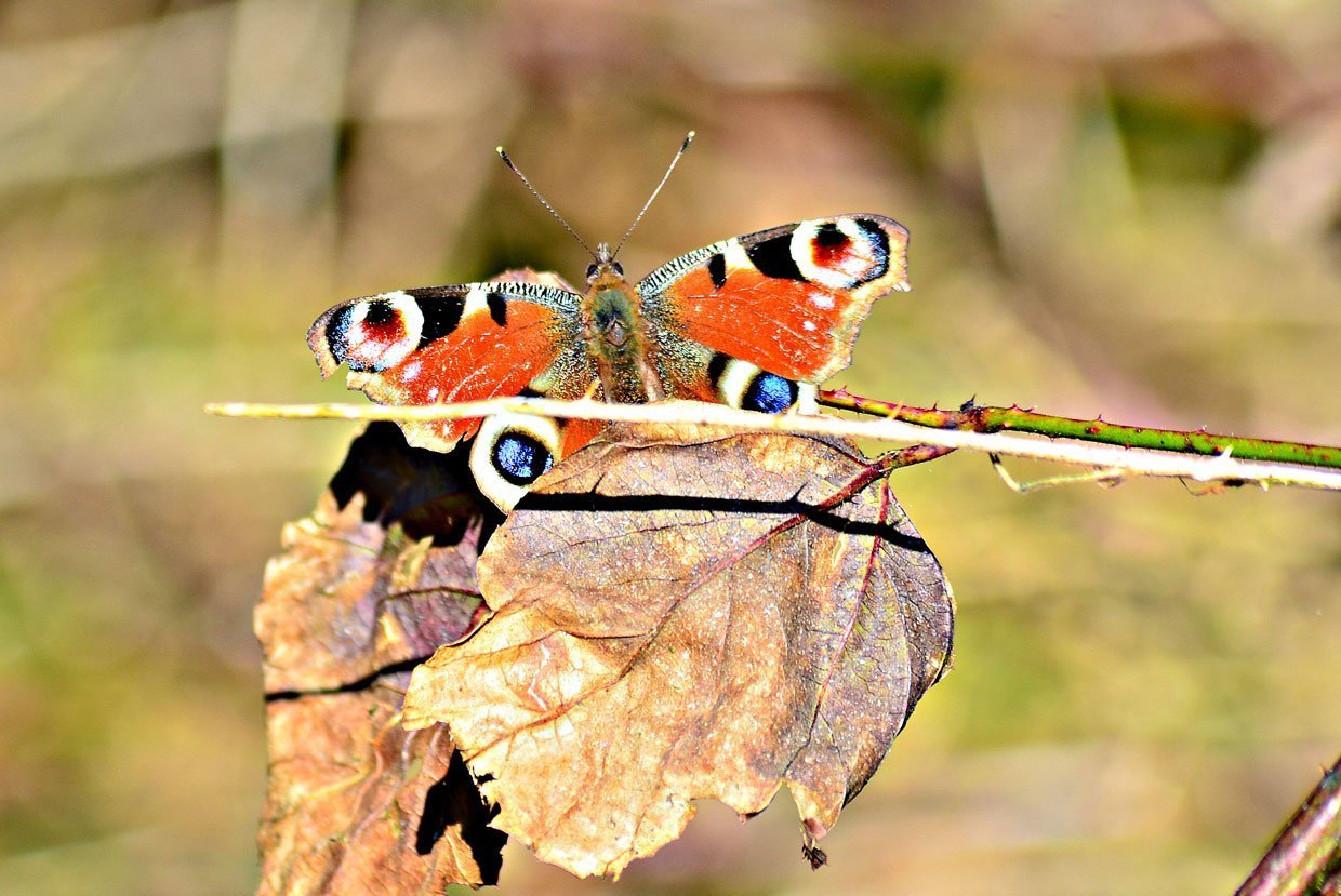 5,-Peacock-Butterfly,--Wigtwizzle-plantation