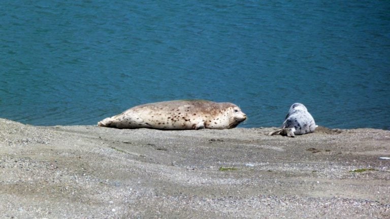 Harbor Seals at Goat Rock Beach, Sonoma County