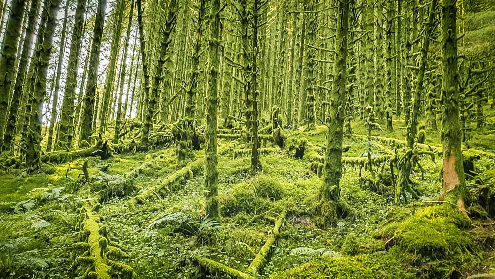 green moss forest snowdonia