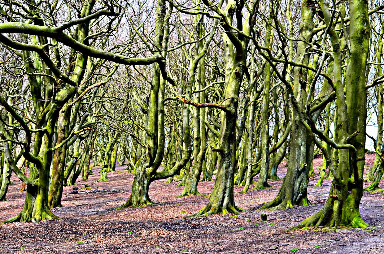 9,-A-woodland-walk-through-the-beech-trees