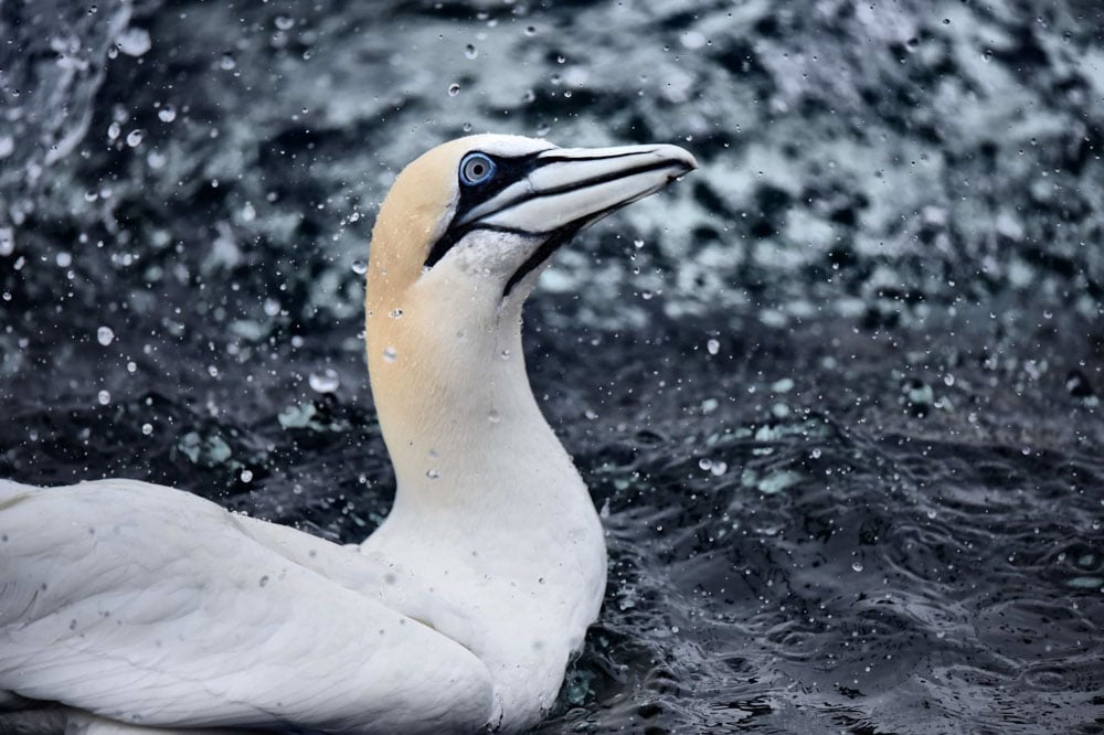 a gannet, britain's largest seabird