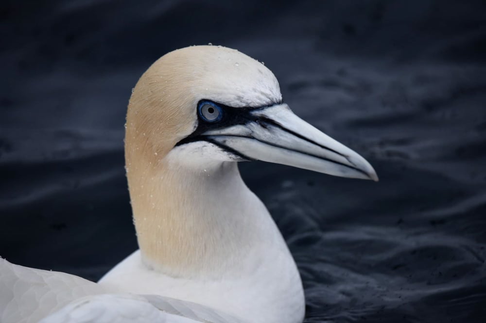 a gannet in the sea closeup