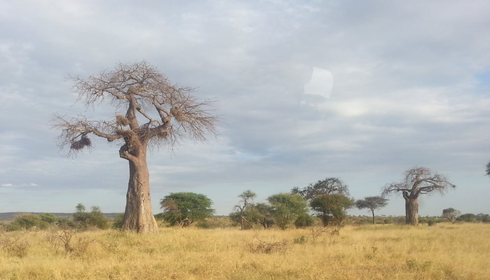 a line of baobabs