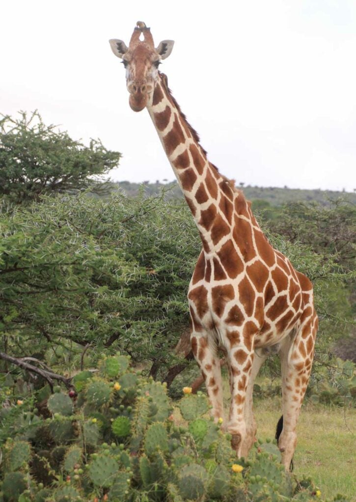 a Northern Giraffe