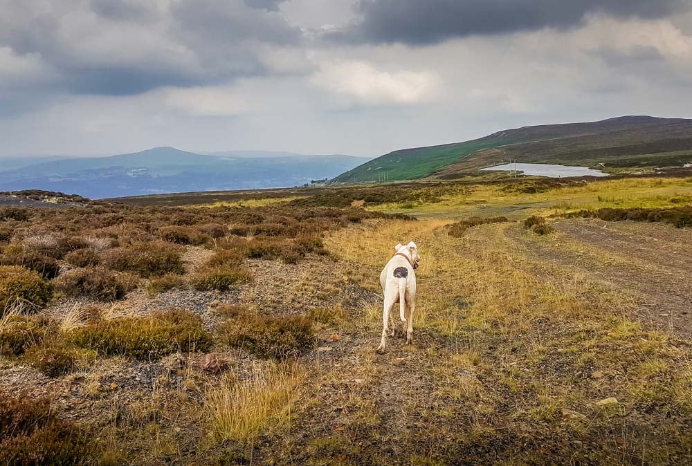 dog walk in wales