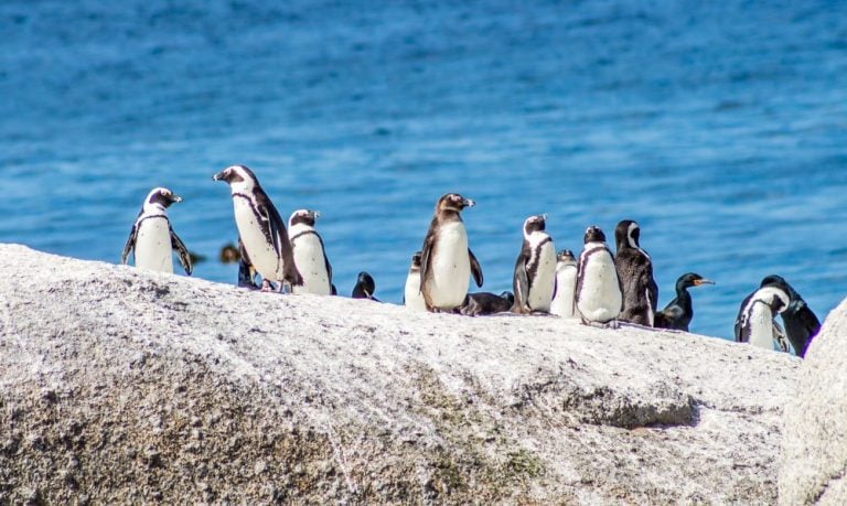 The Penguins Of Southern Africa