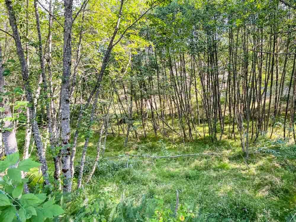 alder forest