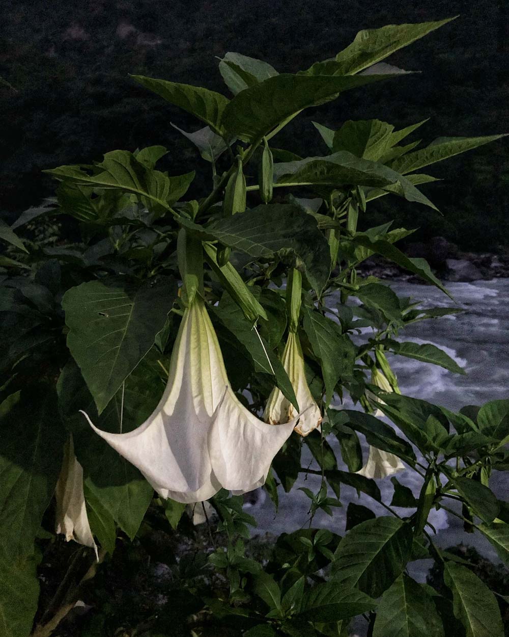 Angel's trumpet