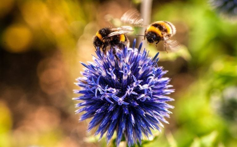 The Wonder of Bees and 6 Ways To Help Them