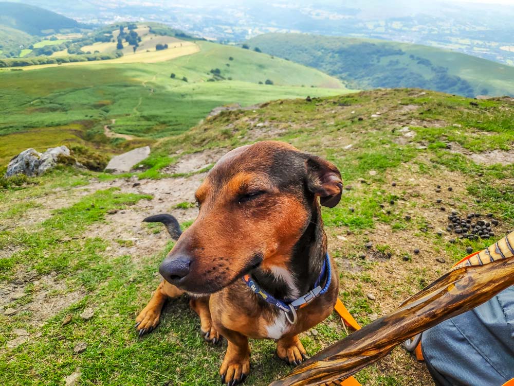 dog on sugar loaf wales