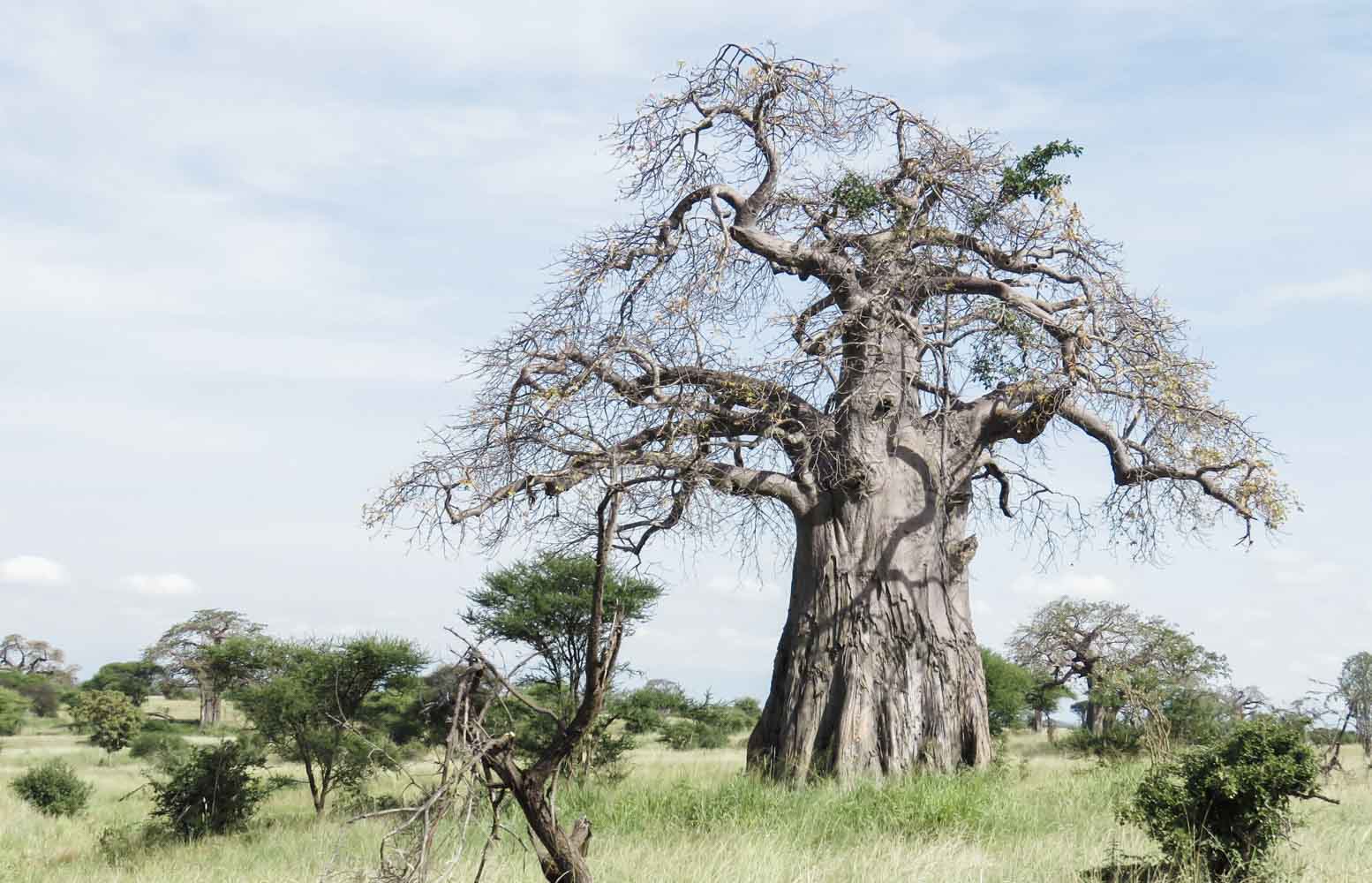 baobab tree, africa tree of life