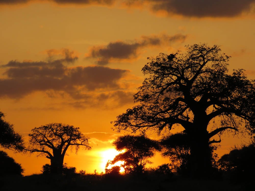 baobab trees at sunset