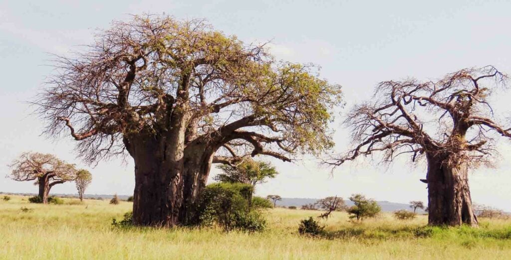 baobab trees in a row