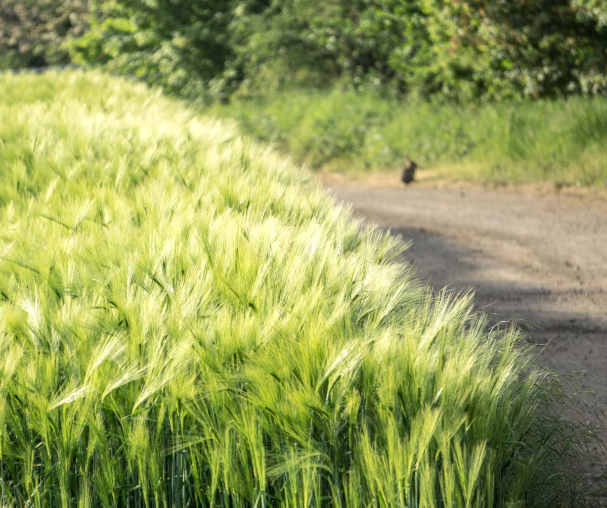 golden green barley