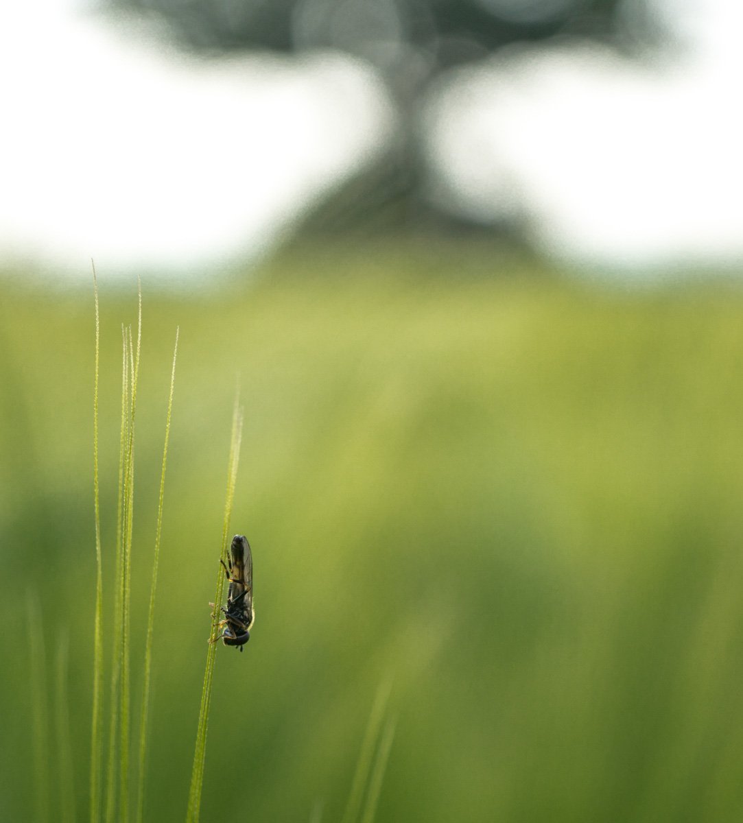 insect on the barley