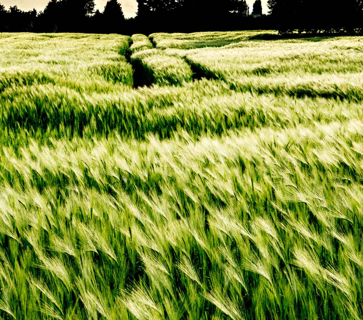 barley fields shropshire