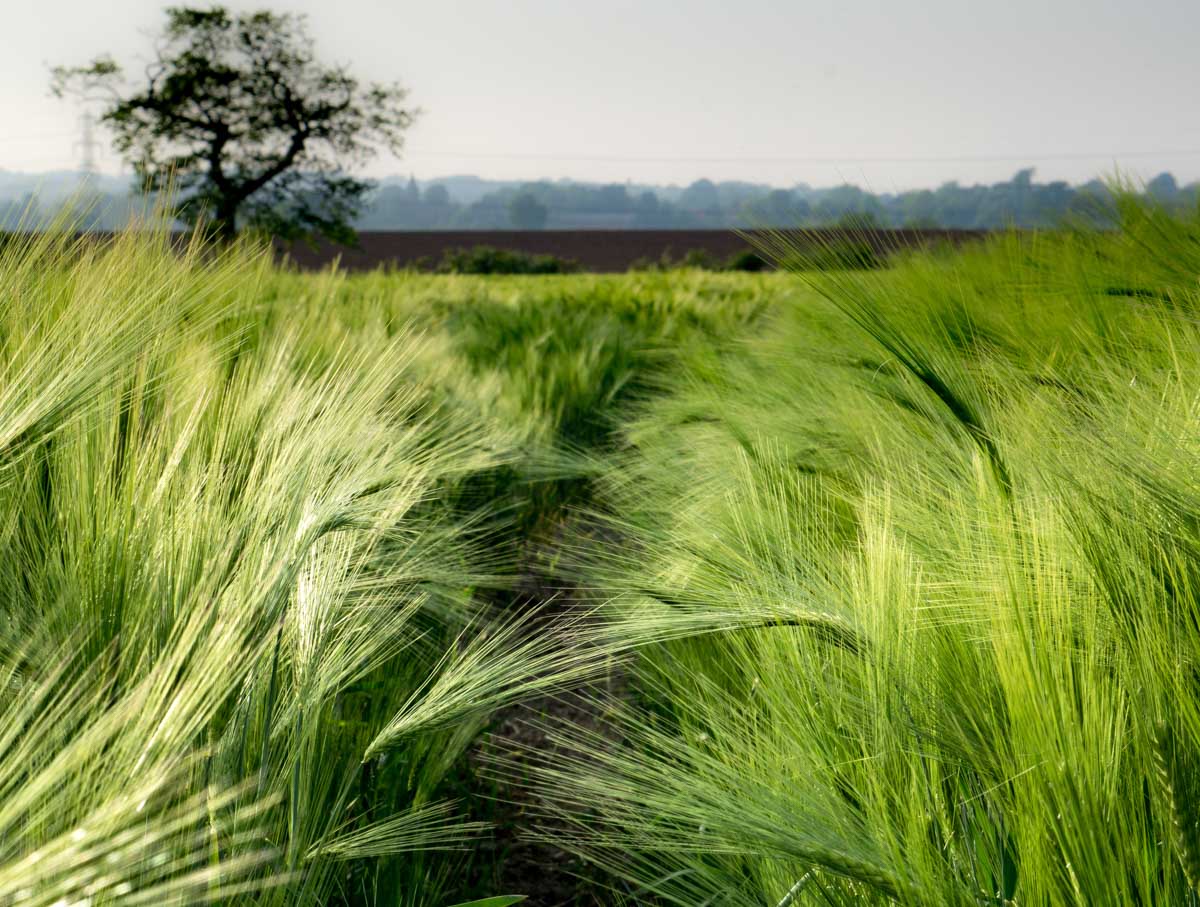 barley in the wind