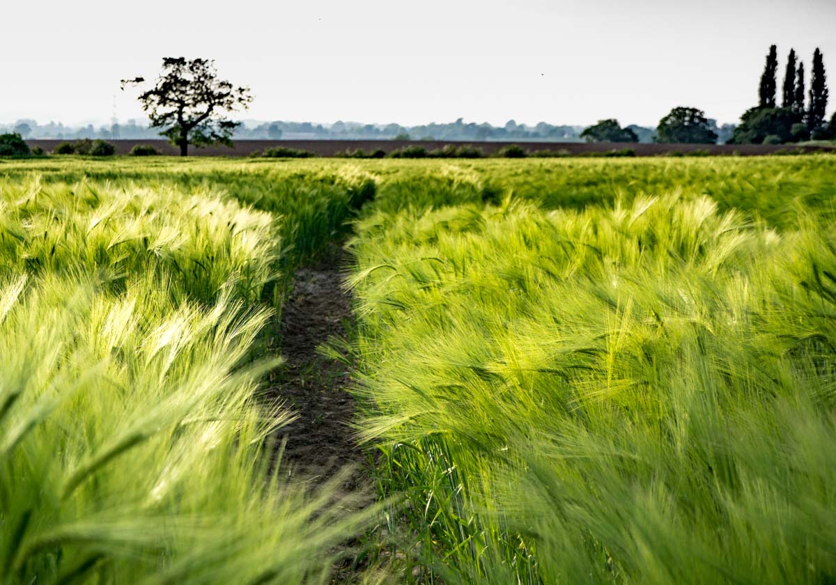 path through barley field