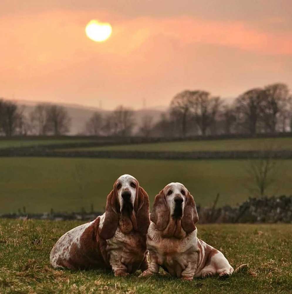 basset hounds at sunset