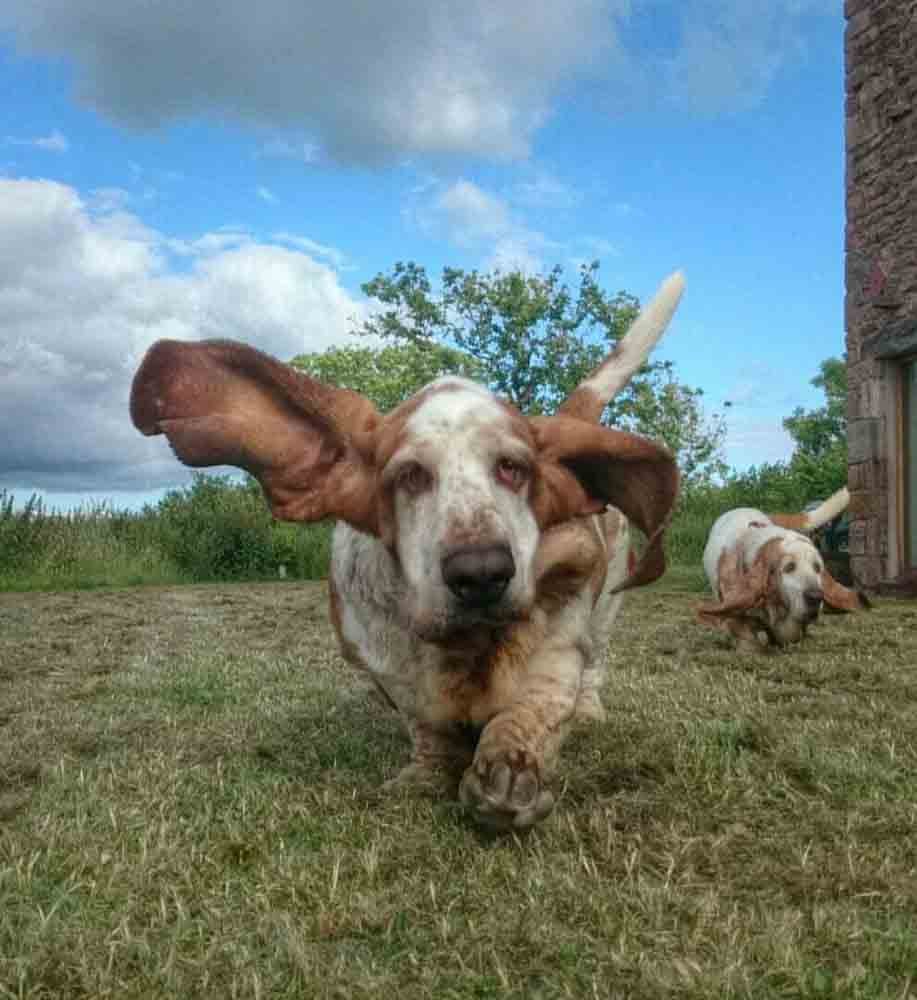 basset hounds big ears