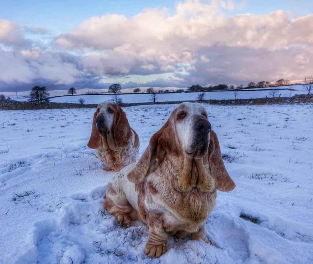 basset hounds in the snow