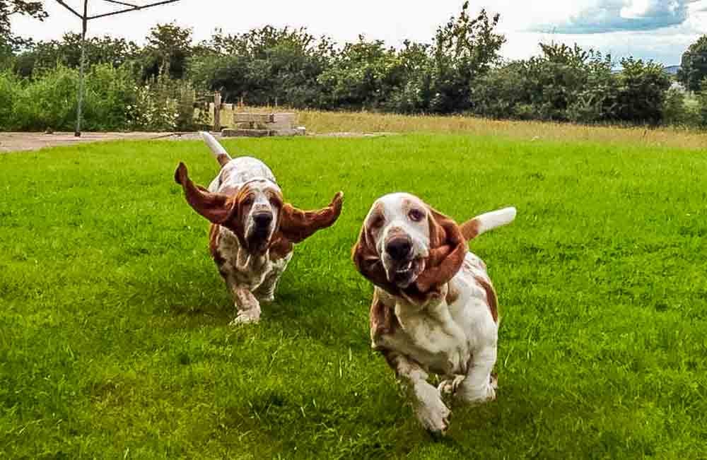 basset hounds running