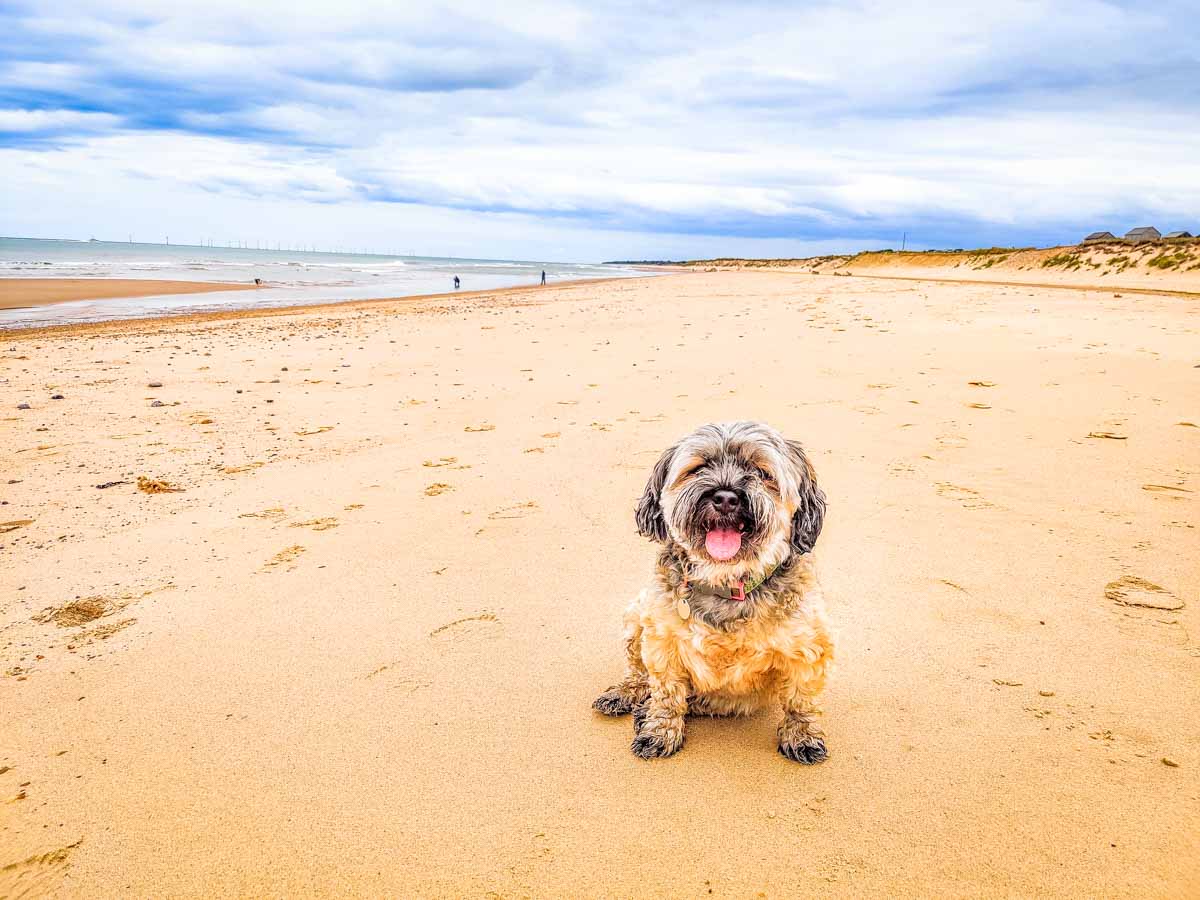 Dog on Winterton Beach