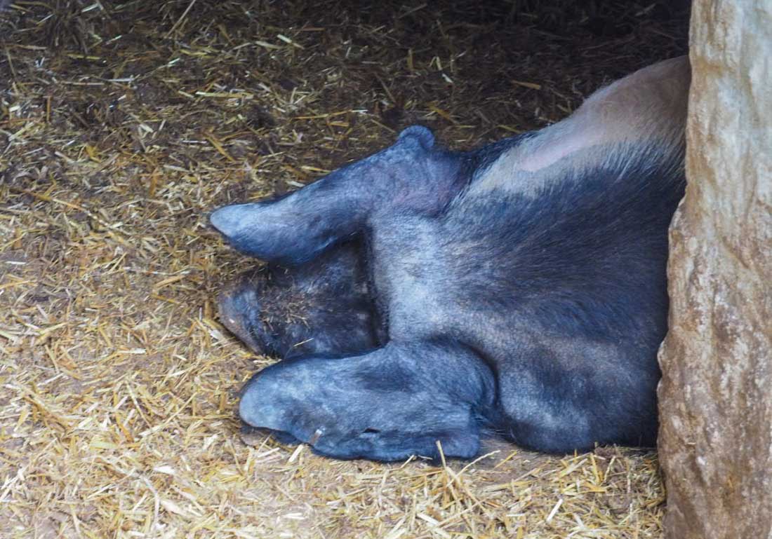 black pig on farm at Beamish