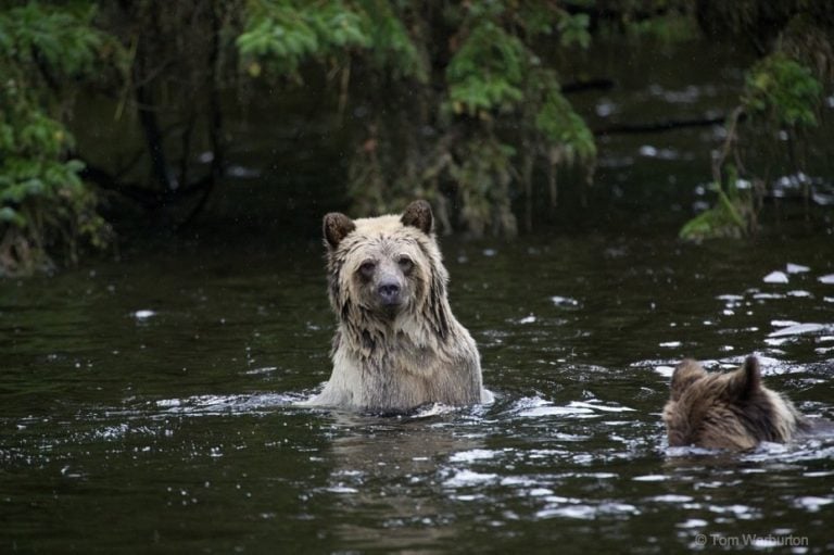 Encountering Grizzly Bears in Knight Inlet: A Wildlife Lover’s Ultimate Adventure