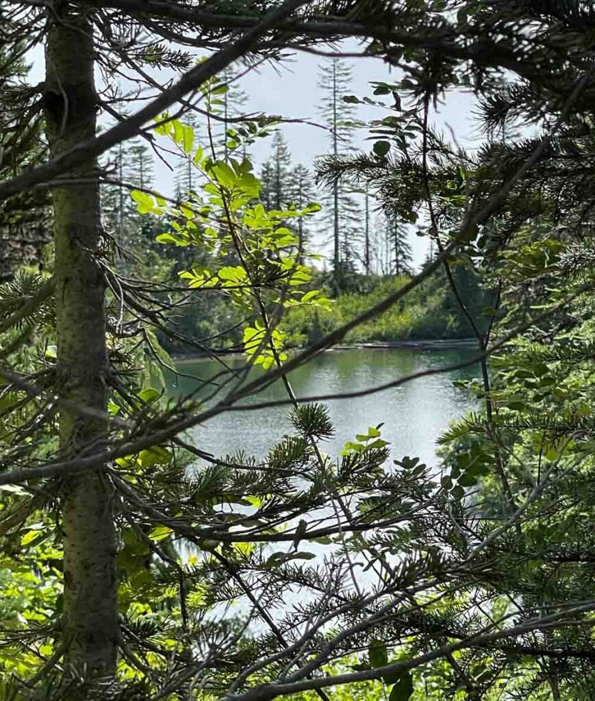 bench lake through trees